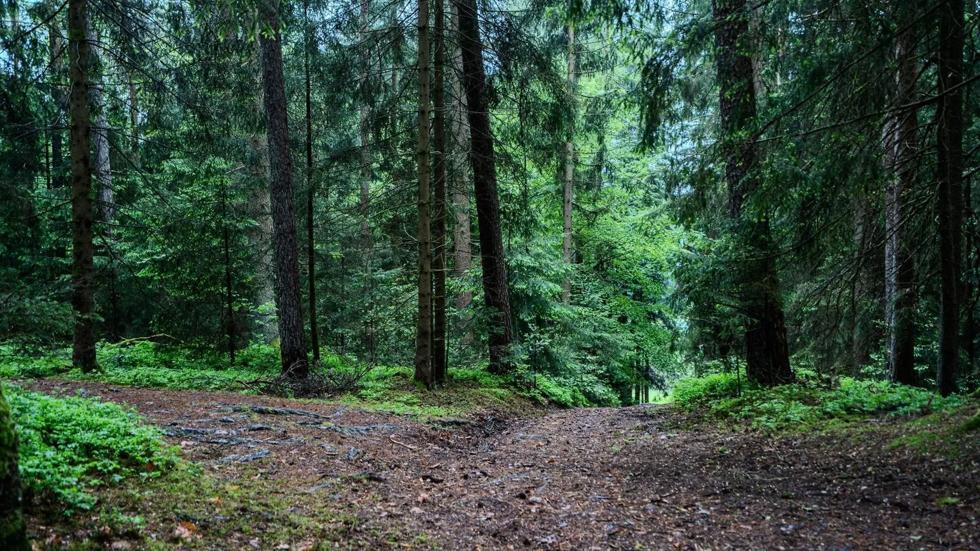 Sauna Und Wandern Im Bayernwald Regen Γερμανία